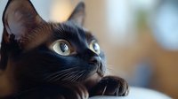 Black cat with bright yellow eyes gazing upward in wonder against soft blurred background, whiskers and fur details visible in dramatic close-up portrait.