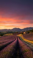Lavender field rows at sunset with dramatic purple and orange sky over mountain landscape. Rural countryside scenery with blooming flowers and rustic farmhouse.