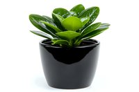Green succulent plant with thick glossy leaves in modern black ceramic pot on white background, isolated decorative houseplant for interior design and gardening.