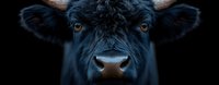 Close up panoramic view of black angus cow face with piercing amber eyes against dark background, dramatic lighting highlights facial features and texture.