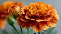 Vibrant orange marigold flower in full bloom with layered petals and rich texture against blurred background, perfect for seasonal garden themes.