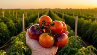 Fresh ripe tomatoes held in hand at organic farm during golden hour sunset. Harvest season concept for healthy eating and sustainable agriculture.