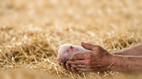 Farmer's weathered hand holding newborn piglet on straw bedding, depicting agricultural care and livestock farming practices.