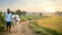 Male farmer of South Asian descent leading white cow on rural dirt path at sunrise, agricultural field in background, livestock farming and countryside living concept.