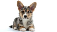 Adorable tricolor Pembroke Welsh Corgi puppy with distinctive pointed ears and white chest lying down on white background, isolated studio portrait for pet photography.