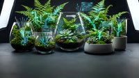 Collection of miniature terrariums with lush green ferns and succulents in glass containers on dark surface for home decor and botanical gardening projects.