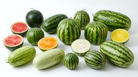 Fresh watermelons and melons collection isolated on white background showing variety of sizes and colors for healthy eating and summer recipes.