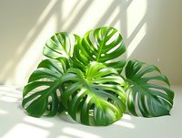 Fresh monstera deliciosa leaves casting natural shadows on white background. Tropical plant foliage arrangement with window light effect creates minimalist composition.