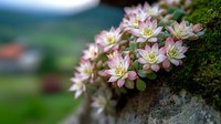 Small pink and white flowers blooming on moss-covered stone wall in spring garden with soft blurred natural background for botanical design projects.