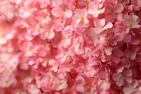 Delicate pink hydrangea flowers in full bloom create soft dreamy background with gentle bokeh effect, showcasing natural floral texture and romantic mood.