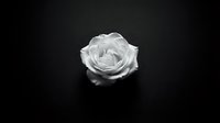 Single white rose bloom on dark background creating elegant monochrome floral composition for romantic designs and luxury branding projects.