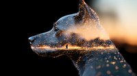 Silhouette of dog head with double exposure effect showing person walking at sunset, magical bokeh lights and sparkles create dreamy atmosphere.
