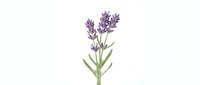Isolated lavender flower stem with purple blooms and green leaves on white background, ready for design projects and botanical illustrations.