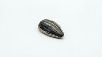 Single striped sunflower seed isolated on white background, ready for design use, clipart, and educational materials.