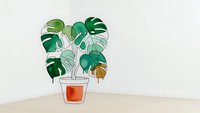 Monstera deliciosa houseplant with split green leaves in terracotta pot against white wall on wooden surface for home decor and interior design.