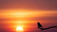Bird silhouette perched on branch against vibrant sunset sky with warm orange and pink colors creating peaceful nature scene for meditation content.
