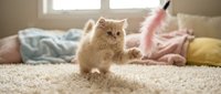 Fluffy ginger kitten playing on soft carpet in bright living room with colorful pillows and natural light from window, perfect for pet and home decor content.