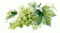 Watercolor green grapes bunch with vine leaves and tendrils isolated on white background for wine labels, kitchen decor and culinary designs.