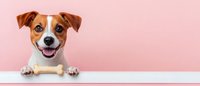 Happy Jack Russell terrier dog peeking over white surface with bone, showing paws and smiling expression against pink background, panoramic banner format.