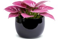 Pink philodendron with variegated leaves growing in modern black ceramic pot against white background, decorative houseplant for interior design and home decor.
