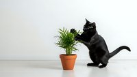 Black cat playing with small potted plant on white background, curious feline exploring green houseplant in terracotta pot for pet care concepts.