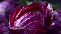 Fresh purple radicchio close up with water drops on leaves showing vibrant color and texture detail against dark background, suitable for food photography and culinary design.