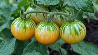Ripening striped green and yellow tomatoes on vine with fresh leaves in organic garden, showing natural growth stages and unique heirloom variety patterns.