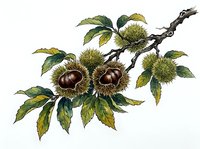Chestnut branch with spiky burrs and glossy nuts, featuring detailed green foliage on white background. Isolated botanical illustration suitable for educational materials, packaging design, and nature-themed projects.