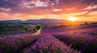 Lavender field at sunset with winding dirt road through purple blooms, golden hour lighting over rolling hills and mountains creating romantic countryside landscape.