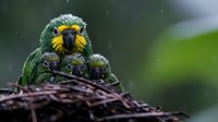 Yellow-headed amazon parrot chicks huddled together in nest during light rain, showcasing natural parenting behavior in tropical rainforest environment.