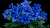 Vibrant blue balloon flowers in full bloom against dark background, with emerald green foliage creating natural garden composition. Perfect for floral designs.