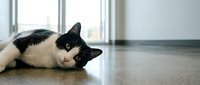 Black and white cat lying on polished concrete floor in modern minimalist interior with large windows and natural daylight for pet care concepts.