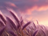 Wheat ears silhouetted against dramatic purple and pink sunset sky, creating dreamy atmospheric rural landscape. Soft focus agricultural field at dusk.