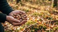 Farmer's hands holding freshly harvested hazelnuts in cupped palms over blurred orchard background, showcasing agricultural harvest and crop collection.