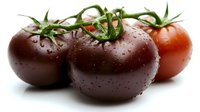 Fresh ripe black and red tomatoes with water drops and green stems on white background, macro food photography for healthy eating concept.