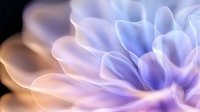 Delicate purple and blue flower petals in extreme macro photography create dreamy abstract background with soft focus and gentle light effects.