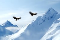 Two majestic bald eagles soaring against snowy mountain peaks and blue sky background, wings spread wide in graceful flight over winter wilderness landscape.
