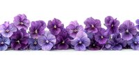 Row of purple viola flowers arranged in line on white background, isolated for design projects in gardening, floral decoration, and spring themes.