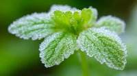 Fresh green plant leaves covered in morning frost and dew drops against blurred natural background, macro nature photography showing delicate crystalline details.