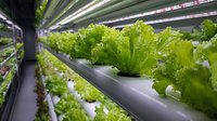 Fresh green lettuce growing in modern hydroponic system with LED lighting for sustainable urban farming.