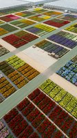 Aerial view of large commercial greenhouse complex with colorful flower beds arranged in geometric patterns for horticultural production and farming operations.