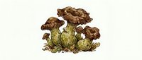 Detailed illustration of wild morel mushrooms with textured caps and spotted stems, surrounded by autumn leaves, isolated on white background.