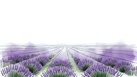 Lavender field rows stretching to horizon with purple flowers blooming in countryside landscape for aromatherapy and natural wellness designs.