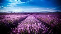 Vast lavender field with purple blooms stretching to distant mountains under blue sky, ideal for travel, agriculture, and nature-themed designs.
