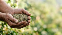 Farmer's hands holding fresh green lentils in palm against blurred agricultural field background, harvest time concept for farming and food production.