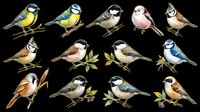 Isolated collection of twelve hand-drawn bird species on transparent background, ready for clipart, t-shirt design, stickers, print-on-demand products and sublimation projects.