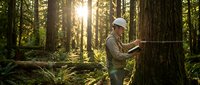 Forest researcher examining large tree trunk with measuring tool in sunlit woodland environment for environmental study and conservation work.