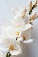 Delicate white magnolia flowers with soft petals and yellow stamens on light background, macro photography showing fine details and pure elegance.
