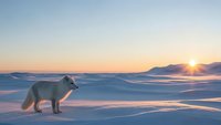 Arctic fox standing on snowy landscape during golden hour sunrise with mountain silhouettes in background creating serene winter wilderness scene.