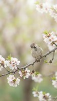 Small sparrow perched on blooming cherry blossom branch with white flowers in soft spring garden setting with blurred natural background.